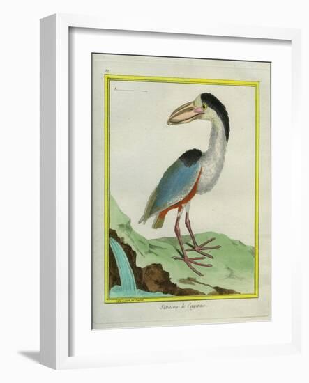 Boat-Billed Heron-Georges-Louis Buffon-Framed Giclee Print