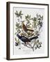 Boat Tailed Grackle, Male and Female-John James Audubon-Framed Giclee Print