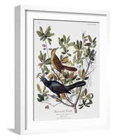 Boat Tailed Grackle, Male and Female-John James Audubon-Framed Giclee Print