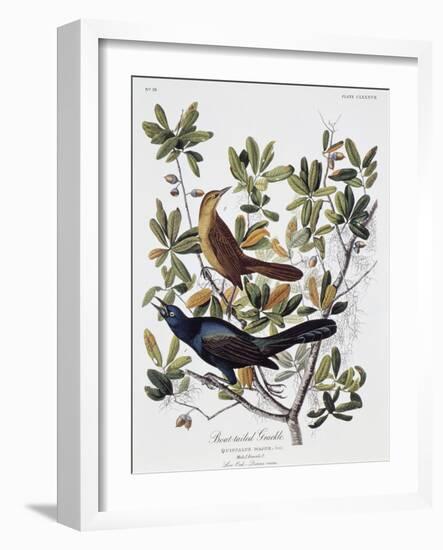 Boat Tailed Grackle, Male and Female-John James Audubon-Framed Giclee Print