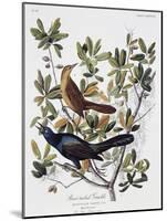 Boat Tailed Grackle, Male and Female-John James Audubon-Mounted Giclee Print