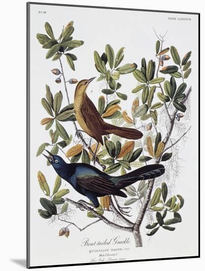 Boat Tailed Grackle, Male and Female-John James Audubon-Mounted Giclee Print