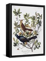 Boat Tailed Grackle, Male and Female-John James Audubon-Framed Stretched Canvas