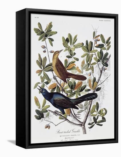 Boat Tailed Grackle, Male and Female-John James Audubon-Framed Stretched Canvas