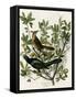 Boat Tailed Grackle-null-Framed Stretched Canvas