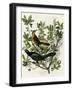 Boat Tailed Grackle-null-Framed Giclee Print