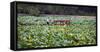 Boat Tourists in Lotus Pond Purple Bamboo Park, Beijing-William Perry-Framed Stretched Canvas