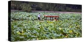 Boat Tourists in Lotus Pond Purple Bamboo Park, Beijing-William Perry-Stretched Canvas