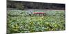 Boat Tourists in Lotus Pond Purple Bamboo Park, Beijing-William Perry-Mounted Photographic Print