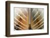 Boat-Ursula Abresch-Framed Photographic Print