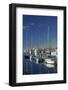 Boats at Nelson Marina, Nelson, South Island, New Zealand-David Wall-Framed Photographic Print