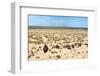 Boats in Desert - Aral Sea-Daniel Prudek-Framed Photographic Print