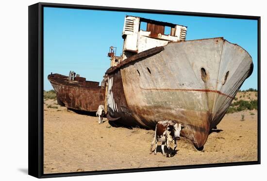 Boats in Desert around Moynaq, Muynak or Moynoq - Aral Sea or Aral Lake - Uzbekistan - Asia-Daniel Prudek-Framed Stretched Canvas