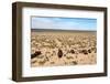 Boats in Desert around Moynaq, Muynak or Moynoq - Aral Sea or Aral Lake - Uzbekistan - Asia-Daniel Prudek-Framed Photographic Print