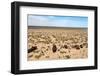 Boats in Desert around Moynaq, Muynak or Moynoq - Aral Sea or Aral Lake - Uzbekistan - Asia-Daniel Prudek-Framed Photographic Print