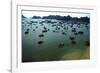 Boats in Ha-Long Bay, UNESCO World Heritage Site, Vietnam, Indochina, Southeast Asia, Asia-Godong-Framed Photographic Print