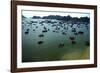 Boats in Ha-Long Bay, UNESCO World Heritage Site, Vietnam, Indochina, Southeast Asia, Asia-Godong-Framed Photographic Print