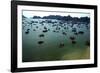 Boats in Ha-Long Bay, UNESCO World Heritage Site, Vietnam, Indochina, Southeast Asia, Asia-Godong-Framed Photographic Print