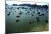 Boats in Ha-Long Bay, UNESCO World Heritage Site, Vietnam, Indochina, Southeast Asia, Asia-Godong-Mounted Photographic Print