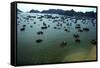 Boats in Ha-Long Bay, UNESCO World Heritage Site, Vietnam, Indochina, Southeast Asia, Asia-Godong-Framed Stretched Canvas