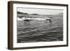 Boats Racing on Flathead Lake, Montana-null-Framed Art Print