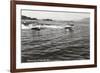 Boats Racing on Flathead Lake, Montana-null-Framed Art Print