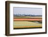 Boats Sailing between Blooming Bulbfields-Colette2-Framed Photographic Print