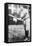 Bob Bescher, Cincinnati Reds, Baseball Photo - Cincinnati, OH-Lantern Press-Framed Stretched Canvas