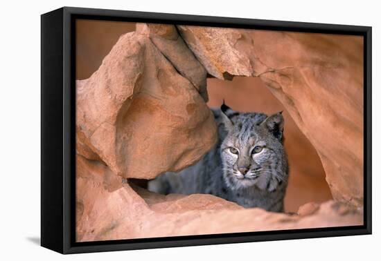 Bob Cat-null-Framed Stretched Canvas