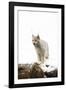 Bob Cat-null-Framed Premium Photographic Print