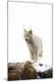 Bob Cat-null-Mounted Premium Photographic Print