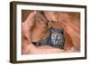 Bob Cat-null-Framed Photographic Print