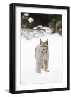 Bob Cat-null-Framed Photographic Print