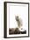 Bob Cat-null-Framed Photographic Print