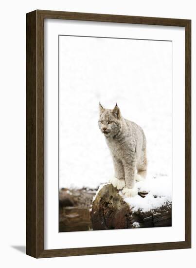 Bob Cat-null-Framed Photographic Print