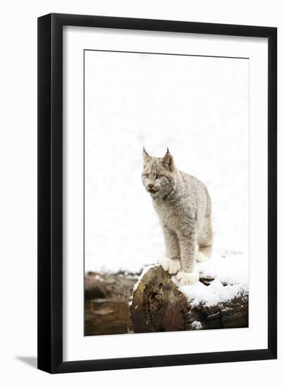 Bob Cat-null-Framed Photographic Print