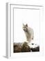 Bob Cat-null-Framed Photographic Print