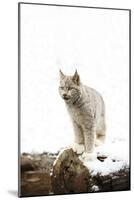 Bob Cat-null-Mounted Photographic Print