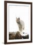 Bob Cat-null-Framed Photographic Print