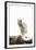 Bob Cat-null-Framed Photographic Print