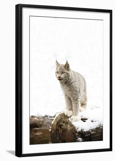 Bob Cat-null-Framed Photographic Print