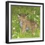 Bob Cat-null-Framed Photographic Print