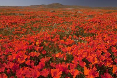 California Poppy (Eschscholzia californica) flowering mass, Antelope Valley Poppy Reserve