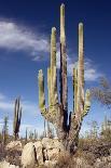 Cardon Cacti (Pachycereus Pringlei)-Bob Gibbons-Photographic Print