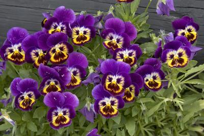 Pansies (Viola Sp.)