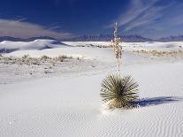 Soaptree Yucca (Yucca Elata)-Bob Gibbons-Photographic Print