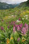 Misty forest pool with broadleaf lupin and magenta paintbrush, near Dewey Lake, Mount Rainier-Bob Gibbons-Photographic Print