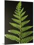 Wood Mount