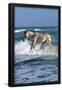 Essential Black
