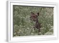 Chelsea White